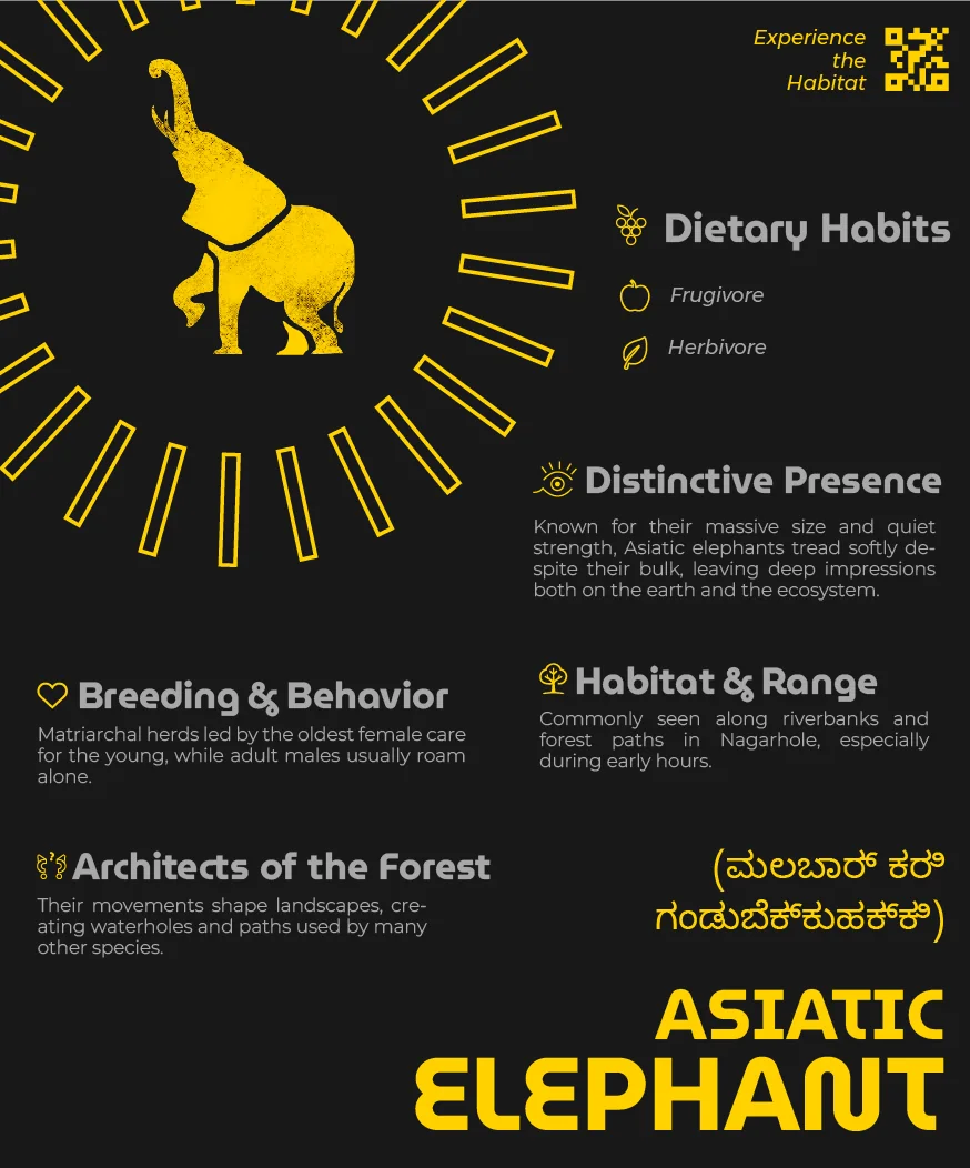 Species board for the Asiatic elephant on a wider panel, the silhouette and radiating yellow bars taking the upper left and the name set large across the foot