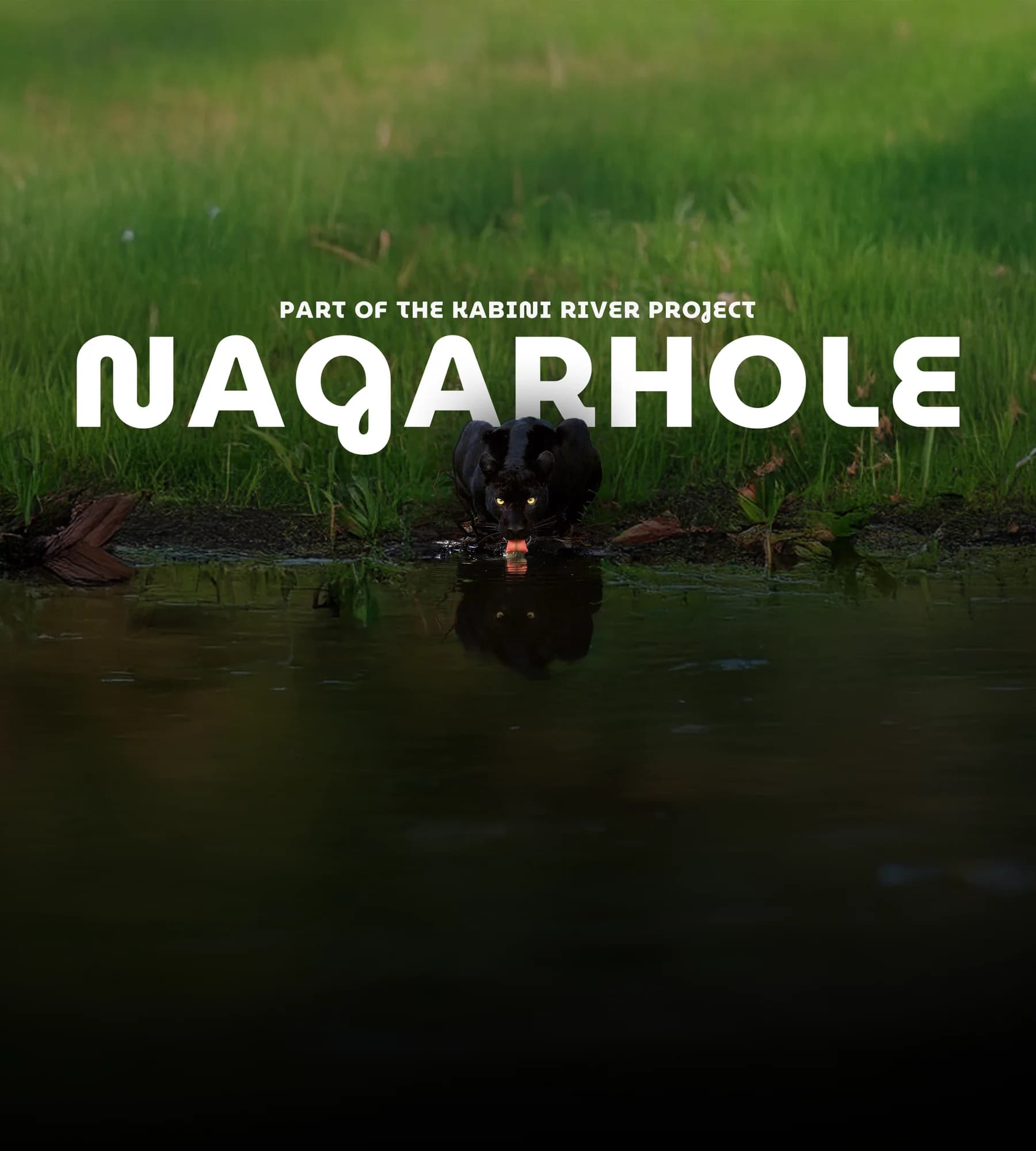 A black leopard at the waterline, with the Nagarhole wordmark.