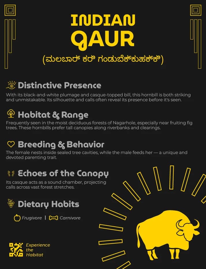 The Indian gaur species board, the animal's name set in Kannada directly beneath the English at the same weight