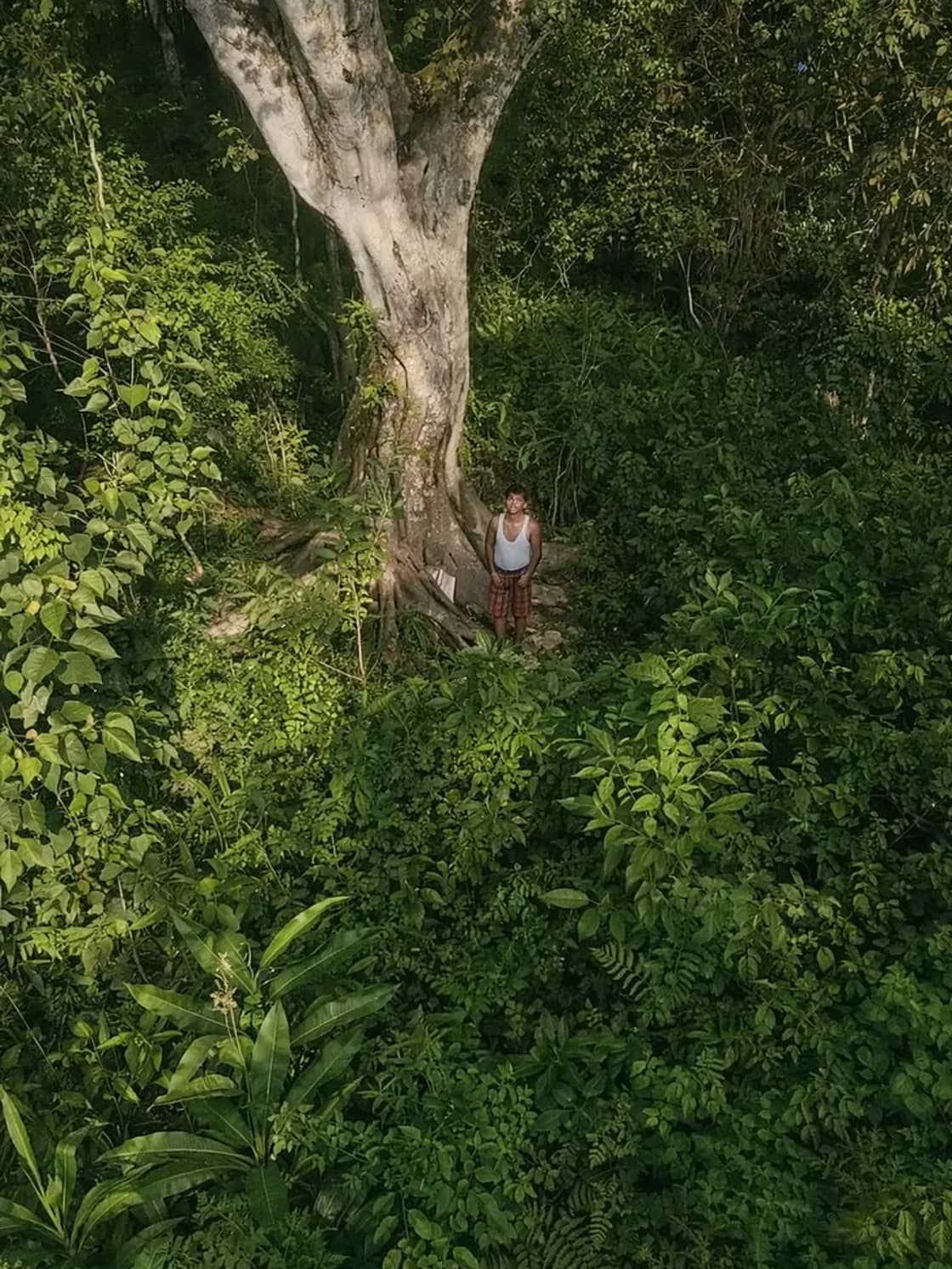 A large pale-trunked tree rising out of thick green undergrowth, a person standing small at its base