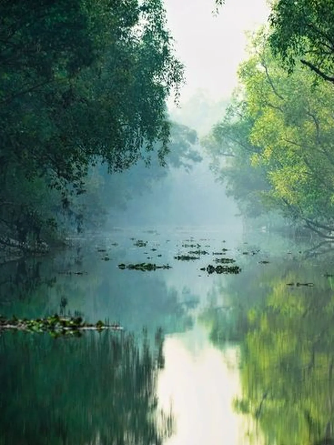 A still river corridor at first light, trees closing overhead and reflecting in the water
