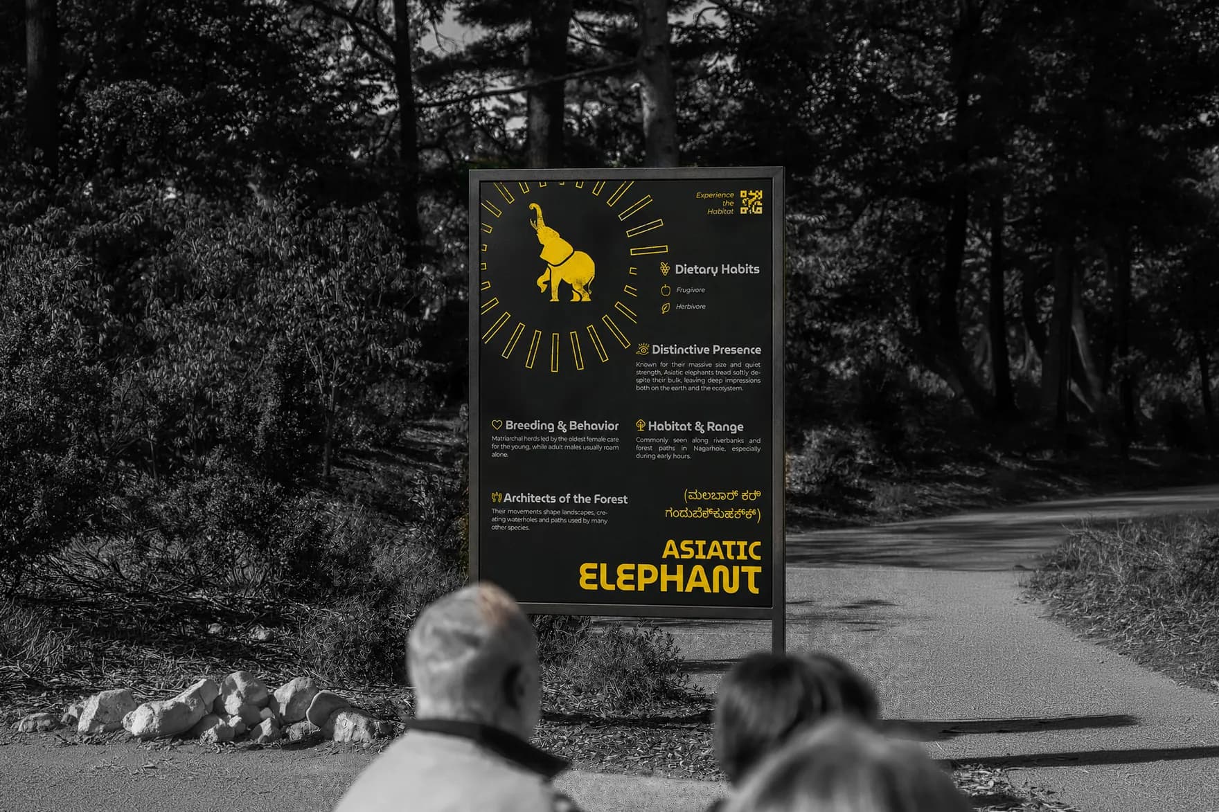 The Asiatic elephant board standing beside a forest road in a drained grey landscape, two visitors stopped in front of it, the board's yellow the only colour in the frame