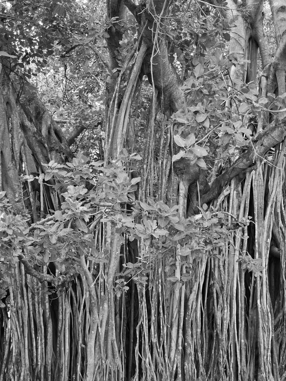 A banyan hung with dense curtains of aerial roots dropping to the forest floor