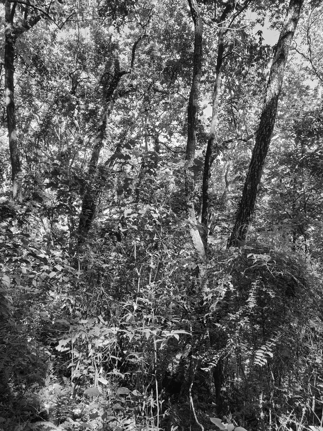 A close wall of forest undergrowth, ferns and saplings crowding the base of thick trunks