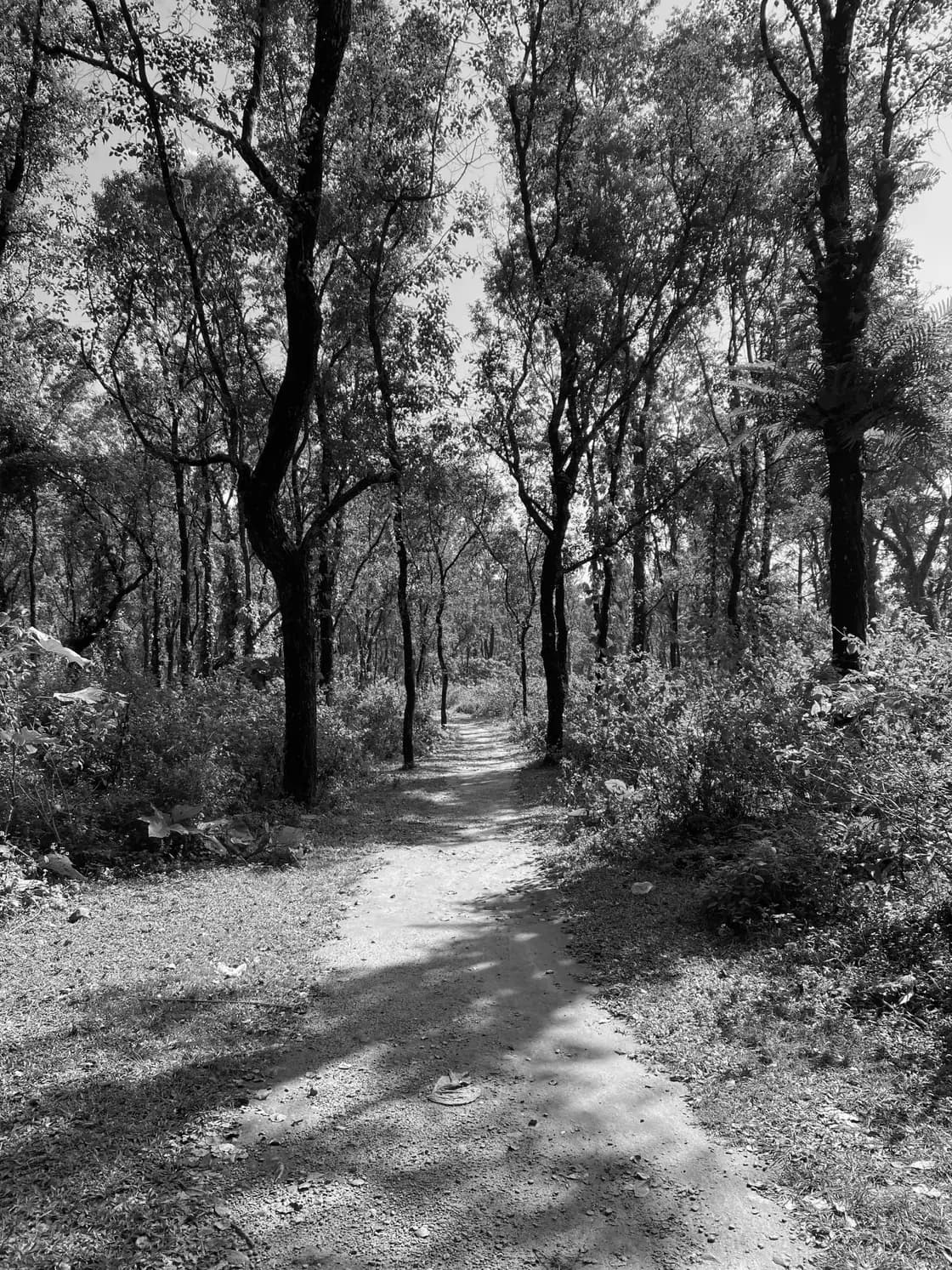 A narrow dirt track running away through open forest, tall bare trunks either side