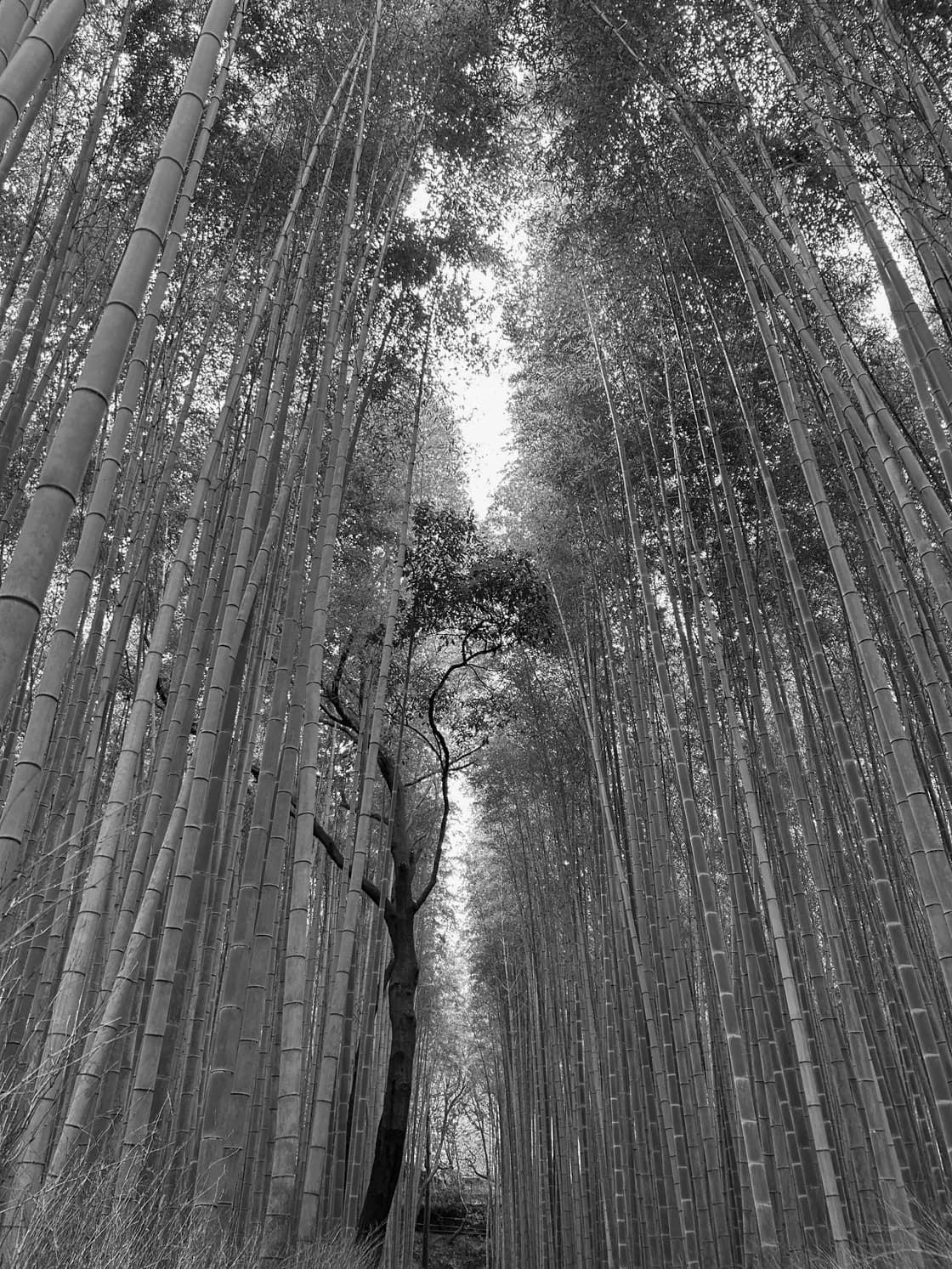 A narrow corridor running away between dense walls of tall bamboo stalks