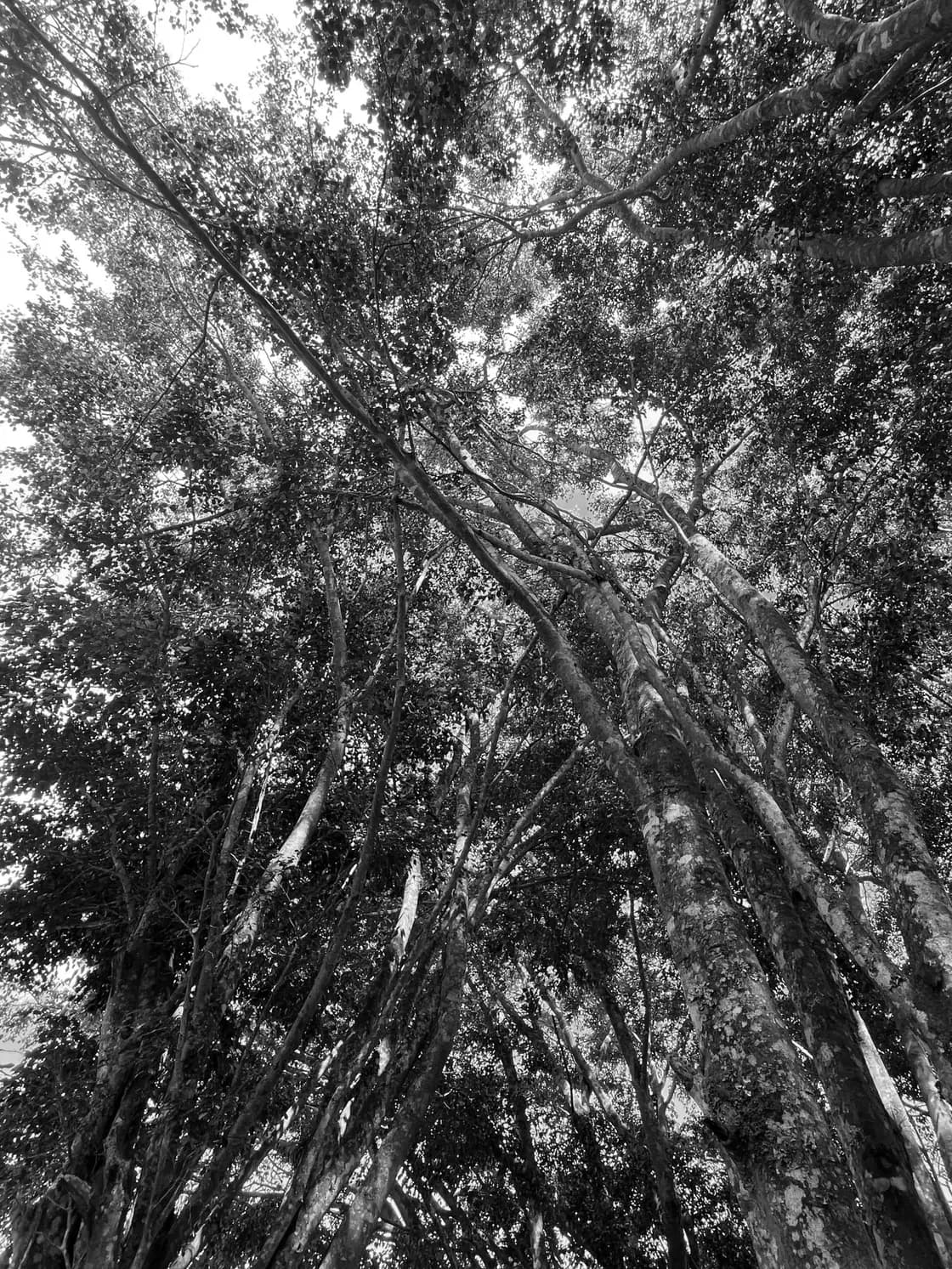 A view up into a tangle of crossing branches, the canopy closing over almost all of the sky