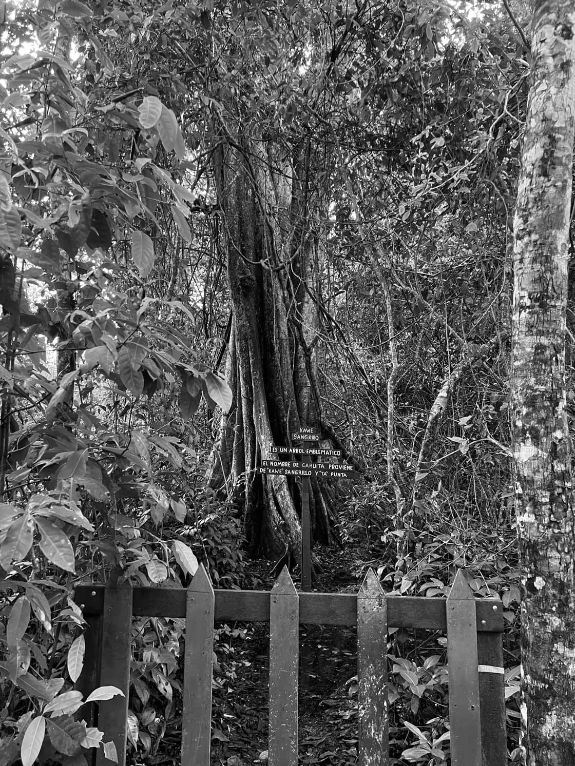 A timber picket fence closing off a huge buttressed tree, dense creeper crowding in from both sides