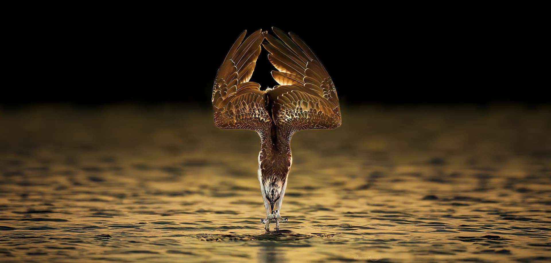 An eagle seen head-on, wings raised into a sharp triangular arch as it drops toward the water at speed