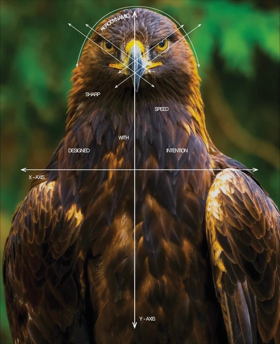 Golden eagle photographed head-on, with the mark's x and y axes, its sight lines and the words 'designed with intention' drawn over it